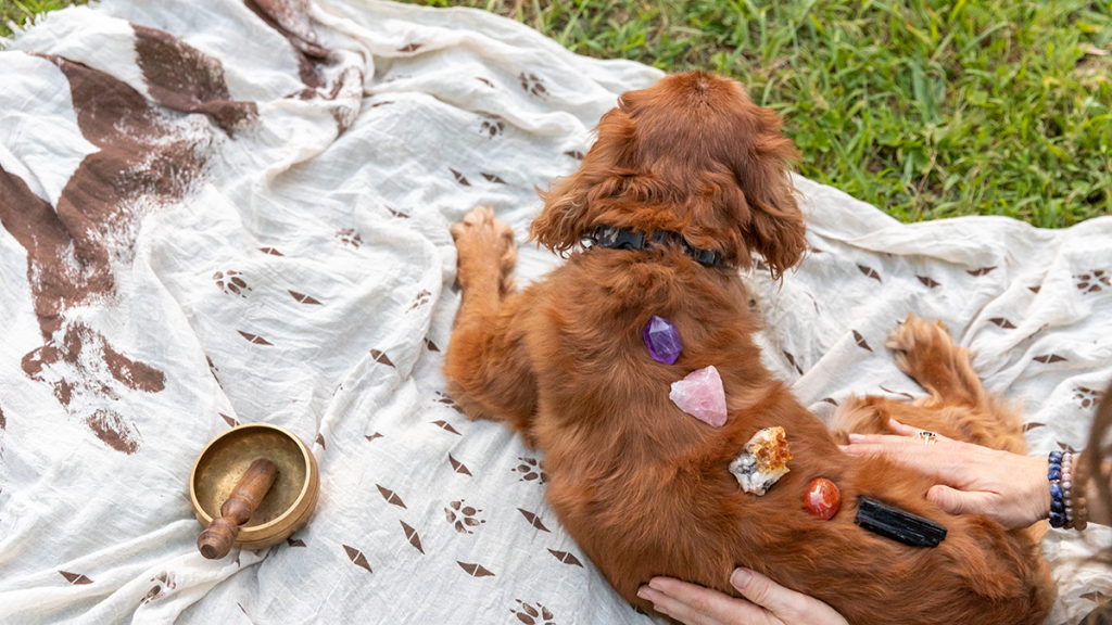 Whole Pet Care - Natural Healing for Dogs, Cats, and Horses